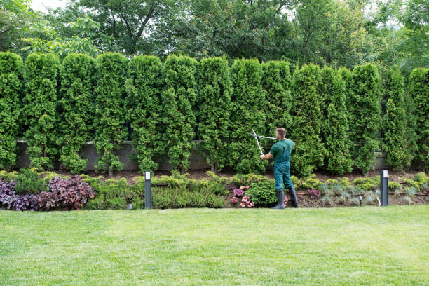 Boone, IA Tree Service Company